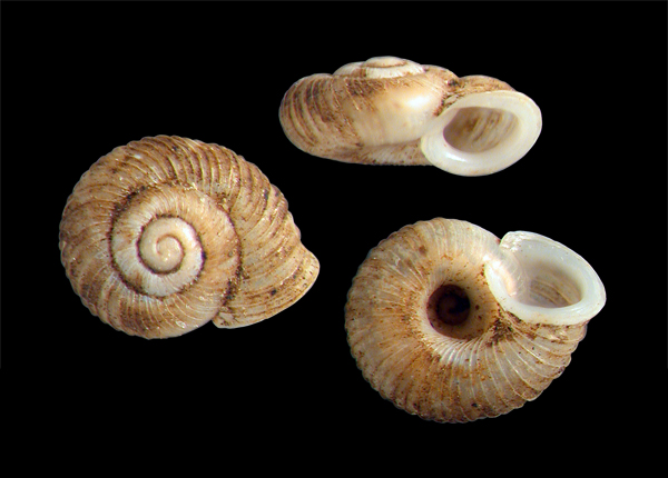 Photo of Vallonia gracilicosta by <a href="http://www.mollus.ca/">Robert  Forsyth</a>